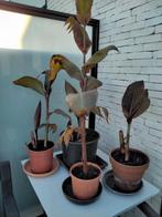 canna planten te koop, Tuin en Terras, Ophalen