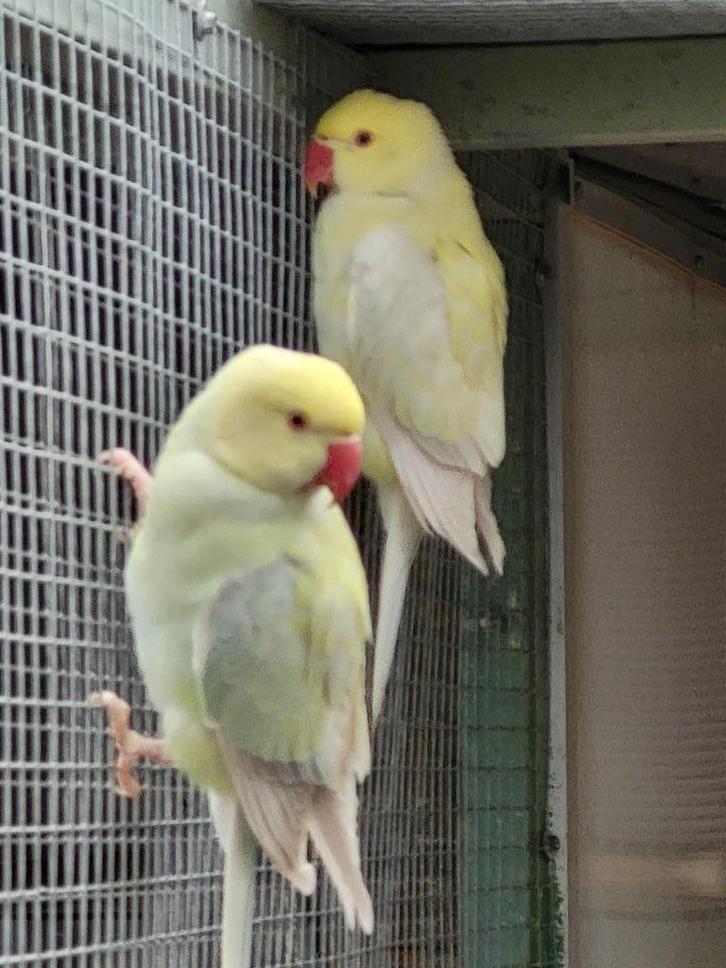 3 jonge halsband parkieten 2025, Dieren en Toebehoren, Vogels | Parkieten en Papegaaien, Parkiet, Geslacht onbekend, Geringd