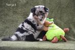 Prachtige kruising Herder pups, Dieren en Toebehoren, België, CDV (hondenziekte), 8 tot 15 weken, Collie
