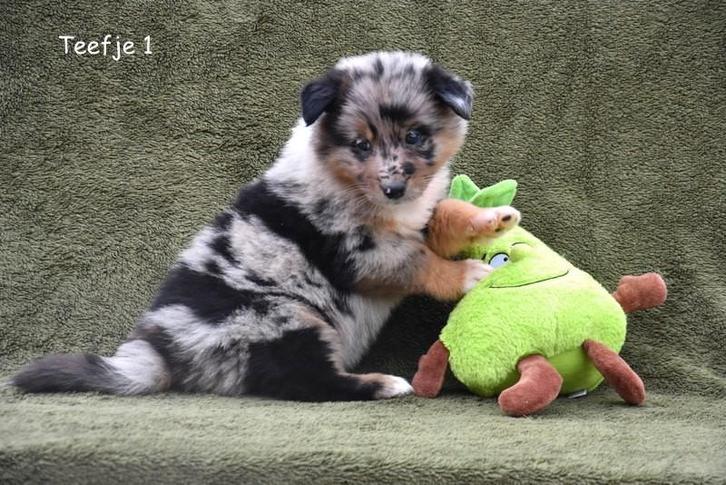 Prachtige kruising Herder pups, Dieren en Toebehoren, Honden | Herdershonden en Veedrijvers, Meerdere dieren, Collie, Fokker | Professioneel