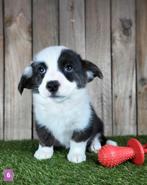 Welsh Corgi Cardigan pups / Corgi pup, België, Overige rassen, CDV (hondenziekte), 8 tot 15 weken