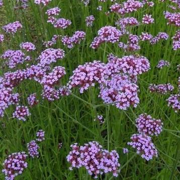 Verbena bonariensis beschikbaar voor biedingen