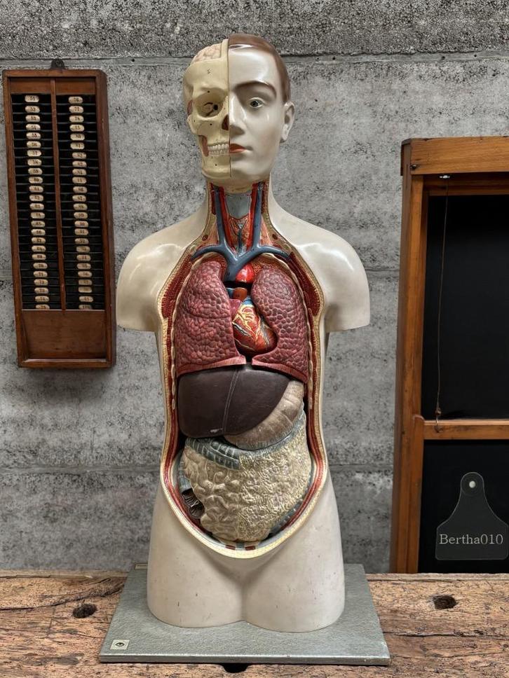 Zeldzaam anatomisch 90 cm hoge torso jaren 30 40, Antiek en Kunst, Curiosa en Brocante, Ophalen of Verzenden