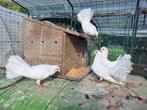 Meerdere pauwstaartjes 2025, Dieren en Toebehoren, Pluimvee, Geslacht onbekend, Overige soorten