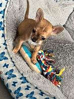 Kleinschattig chichuahua reutje, Dieren en Toebehoren, België, Particulier, Reu, CDV (hondenziekte)