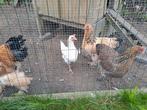 Witte leghorn kip, Dieren en Toebehoren, Pluimvee, Kip