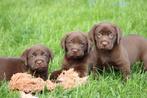 Labrador pups, Dieren en Toebehoren, België, CDV (hondenziekte), 8 tot 15 weken, Labrador retriever