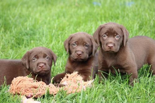 Labrador pups, Dieren en Toebehoren, Honden | Retrievers, Spaniëls en Waterhonden, Meerdere dieren, Labrador retriever, Fokker | Professioneel