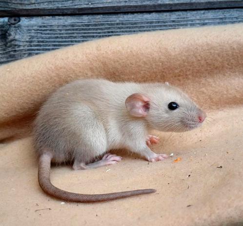 Tamme ratjes van Rattery - dames, Dieren en Toebehoren, Knaagdieren