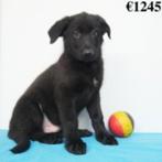 Berger Allemand (noir&feu - noir) - chiots belges à vendre, Animaux & Accessoires, Commerçant, 8 à 15 semaines, Plusieurs, Parvovirose