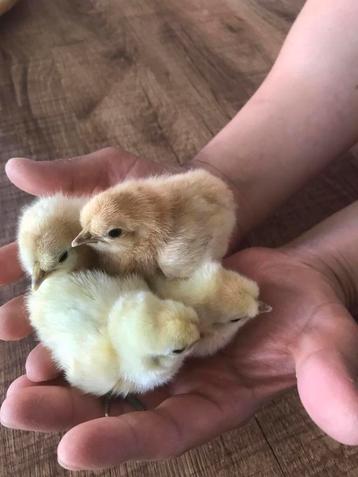 7 kuikens en 12 kippen  beschikbaar voor biedingen