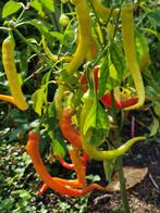 5 zaden zoete paprika of niet-hete chili peper Milder Spiral, Tuin en Terras, Verzenden, Voorjaar, Zaad