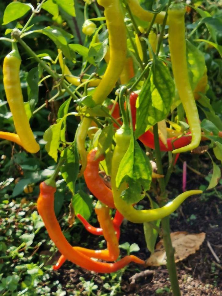 5 zaden zoete paprika of niet-hete chili peper Milder Spiral, Tuin en Terras, Bloembollen en Zaden, Zaad, Voorjaar, Verzenden