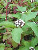 Kornoelje / Cornus, Tuin en Terras, Ophalen of Verzenden