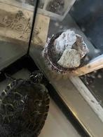 Waterschildpad + aquarium en accessoires + halve pot voeding, Dieren en Toebehoren, Schildpad