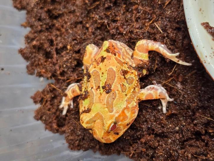 We hebben weer prachtige nakweek pacman kikkers!, Dieren en Toebehoren, Reptielen en Amfibieën, Amfibie