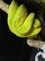 Morelia viridis monokwari/ python vert/ serpent, Dieren en Toebehoren, Ophalen of Verzenden