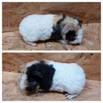 Us teddy cavia's. Cavia, Dieren en Toebehoren, Knaagdieren, Februari, Cavia