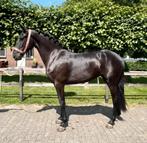Bewegingstopper, Dieren en Toebehoren, Paarden, Merrie, Minder dan 160 cm, Dressuurpaard, 3 tot 6 jaar