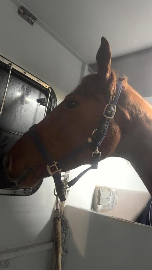 Merrie, Dieren en Toebehoren, Paarden en Pony's | Dekhengsten en Fokmerries, Merrie