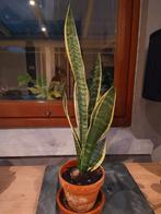 Sanseveria  vrouwentong kamerplant, Huis en Inrichting, Kamerplanten, Minder dan 100 cm, Ophalen of Verzenden, In pot, Volle zon