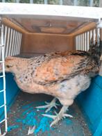Jonge kipjes, Dieren en Toebehoren, Pluimvee