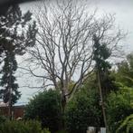 notenboom ,zelfs omzagen en meenemen, Tuin en Terras, Brandhout, Ophalen