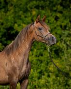 Arabisch volbloed merrie, Dieren en Toebehoren, Paarden, Merrie, Niet van toepassing, Met stamboom, 0 tot 2 jaar