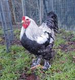 Brahma zilverpatrijs haan, Mâle, Poule ou poulet