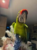 Handtamme buffon ara 5 jaar, Dieren en Toebehoren, Geringd