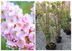 JAPANSE SIER-/BLOEM-KERSELAARS MEERSTAMMIG: 20€/stuk, Ophalen, Overige soorten, Haag, 100 tot 250 cm