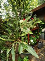 Strelitzia, Tuin en Terras, Ophalen, Winter