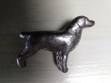 Broche hond beschikbaar voor biedingen