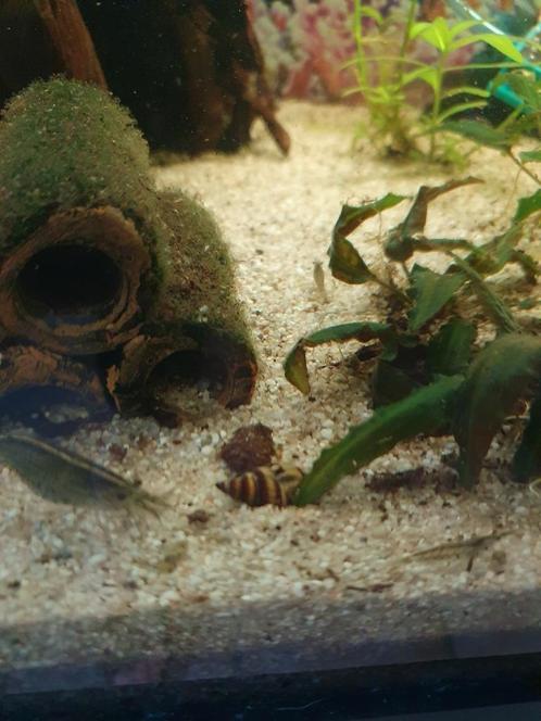 Helena slakken, corydorassen en nog enkele andere vissen, Dieren en Toebehoren, Vissen | Aquariumvissen