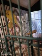 Volière avec tout, Animaux & Accessoires, Enlèvement, Volière