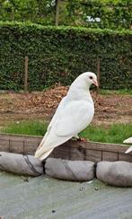 Witte duiven (bruidsduiven), Dieren en Toebehoren