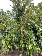 Prunus caucasica, Ophalen of Verzenden