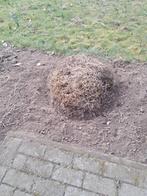Siergrassen 2 pollen - Gratis -, Tuin en Terras, Ophalen, Herfst, Vaste plant, Siergrassen