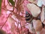 Helenaslakken ruilen, Dieren en Toebehoren, Slak of Weekdier, Zoetwatervis