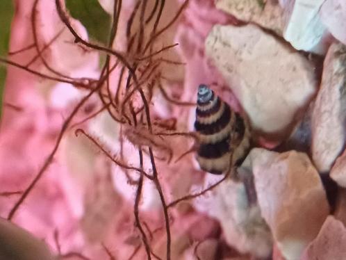 Helenaslakken ruilen, Dieren en Toebehoren, Vissen | Aquariumvissen, Zoetwatervis, Slak of Weekdier