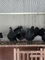 Pauwstaarten pauwstaart duiven, Meerdere dieren, Overige soorten