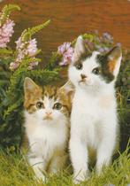 2  MOOIE  KATJES  IN  GRAS, Collections, Cartes postales | Animaux, Envoi, Affranchie, Chien ou Chat