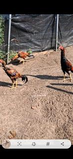 Shomo shamo Brezil hint, Dieren en Toebehoren