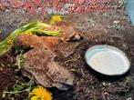 Stigmochelys pardalis, Dieren en Toebehoren, Reptielen en Amfibieën, Schildpad, 0 tot 2 jaar
