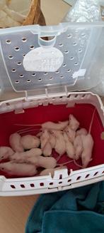 Witte muizen, Dieren en Toebehoren, Knaagdieren, Tam