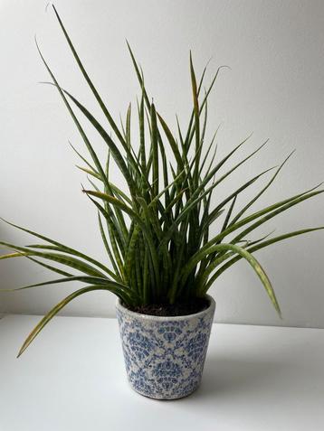 Sansevieria Cylindrica beschikbaar voor biedingen