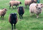 Quessant schapen, Dieren en Toebehoren, Schapen, Geiten en Varkens