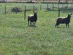 schapen, Vrouwelijk, Schaap, 0 tot 2 jaar