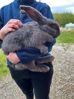 Voedster Vlaamse Reus, Dieren en Toebehoren