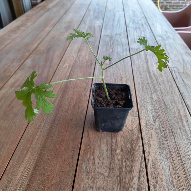 Citroengeranium, Tuin en Terras, Planten | Tuinplanten, Ophalen of Verzenden